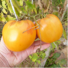 Tomato seeds «Joyful»