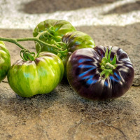 Tomato seeds «Lovely Lush»