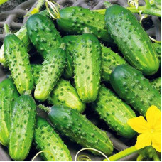 Cucumber seeds «Crane» F1