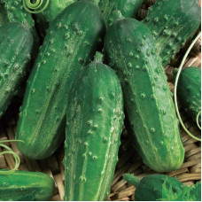 Cucumber seeds «Monastery»