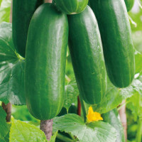 Cucumber seeds «Tomasz» F1