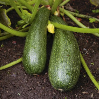 Squash seeds «Skvorushka»