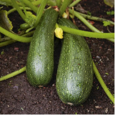 Squash seeds «Skvorushka»