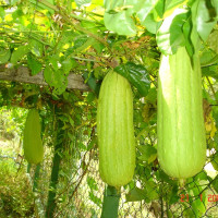 Luffa Seeds «Zucchini-Washcloth»