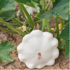 Pattypan squash seeds «Pearl»