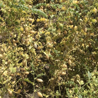 Насіння нута «Красень»