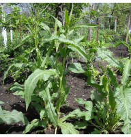 Spinach seeds «Uteusha»