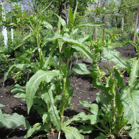 Spinach seeds «Uteusha»