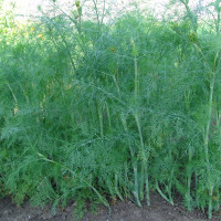 Dill seeds «Hercules»