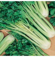 Celery seeds «Juicy»
