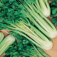 Celery seeds «Juicy»