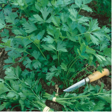 Parsley seeds «Gigantella»