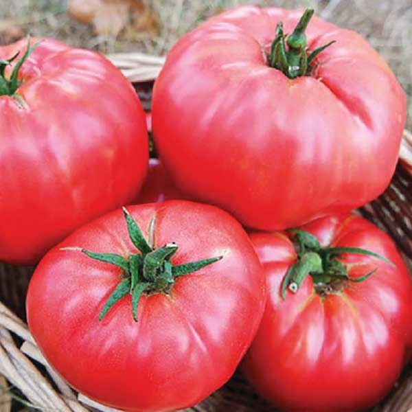 Tomato seeds «Raspberry Rodeo»