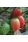 Tomato seeds «Red Koenigsberg»