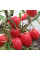 Tomato seeds «Red Koenigsberg»