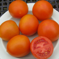 Tomato seeds «Rock»