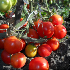 Tomato seeds «Cinderella»  F1