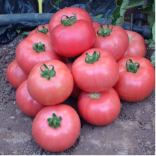 Tomato seeds «Volgograd pink»