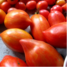 Tomato seeds «Striped plum»