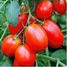 Tomato seeds «Mangerok»