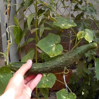 Cucumber seeds «Chinese snake»