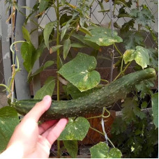 Cucumber seeds «Chinese snake»