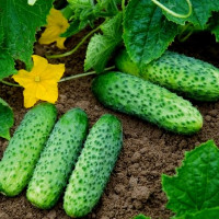 Cucumber seeds «Jackon»  F1