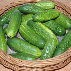 Cucumber seeds «Swallow» F1