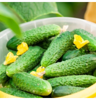 Cucumber seeds «Paris Gherkin»