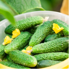 Cucumber seeds «Paris Gherkin»