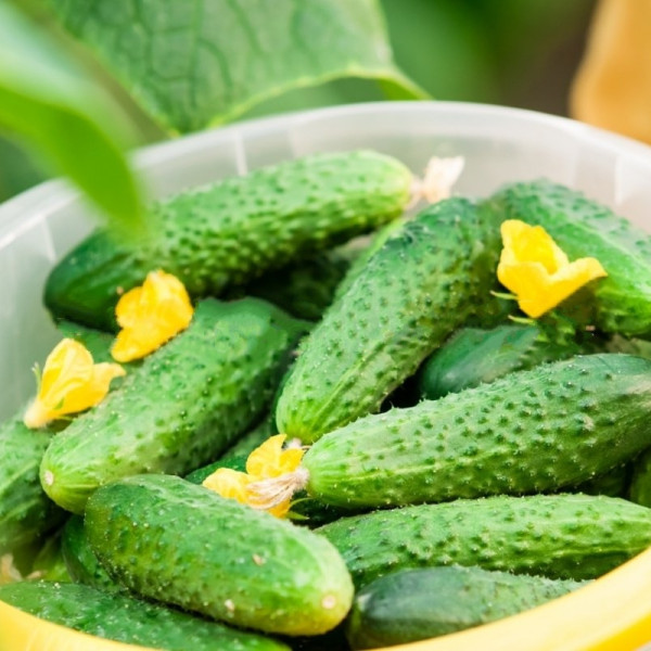 Cucumber seeds «Paris Gherkin»