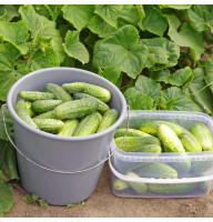 Cucumber seeds «Fair» F1