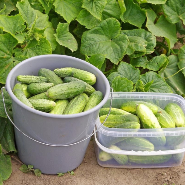 Cucumber seeds «Fair» F1