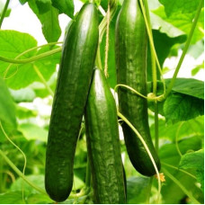 Cucumber seeds «Chinese farm» F1