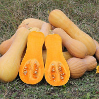 Насіння гарбуза «Новинка»