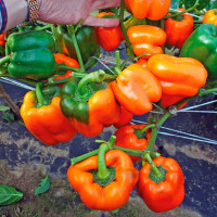 Sweet pepper seeds «Lada»