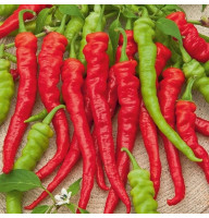 Hot pepper seeds «Red ram's horn»