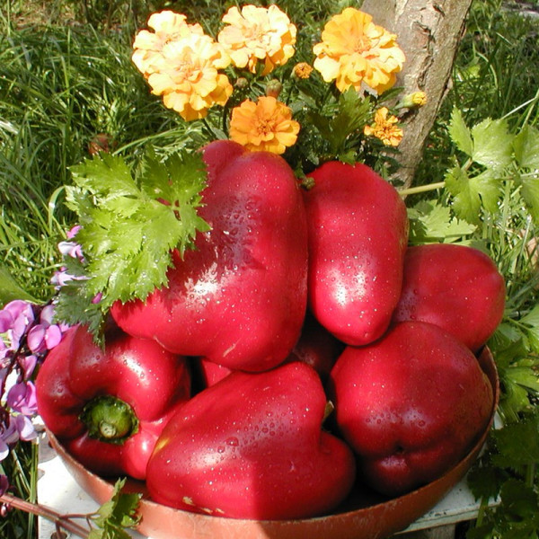 Насіння перцю солодкого «Вероніка»