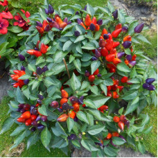 Hot pepper seeds «Salsa Purple»