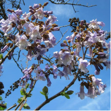 Семена павловнии войлочной / Paulownia tomentosa