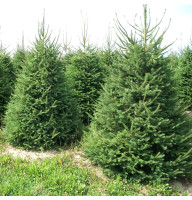 European spruce seeds