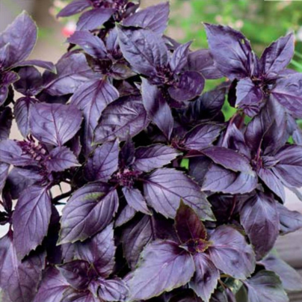 Basil seeds «Purple»