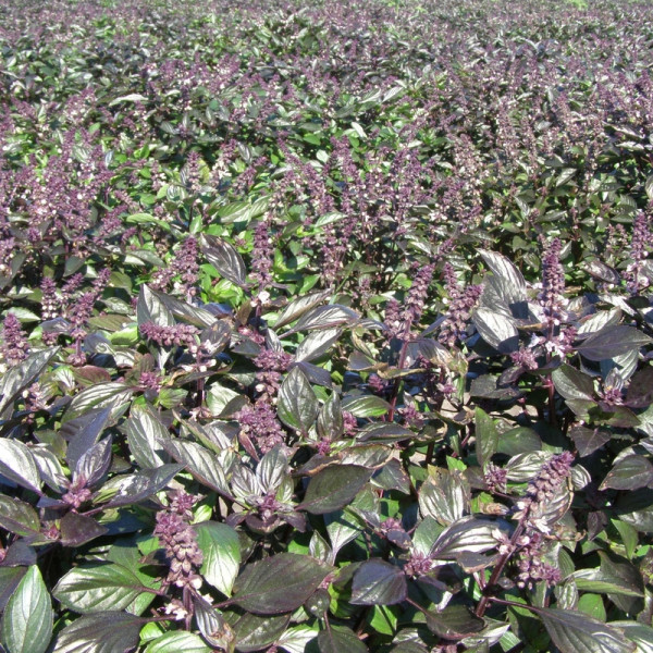 Basil seeds «Shine»