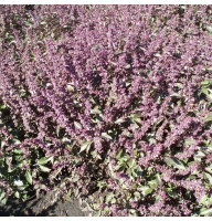 Basil seeds «Tumbleweed»