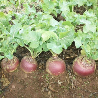 Rutabaga seeds / Brassica napobrassica