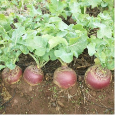 Rutabaga seeds / Brassica napobrassica