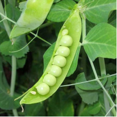 Pea seeds «Skinado»