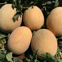 Melon seeds «Pineapple»