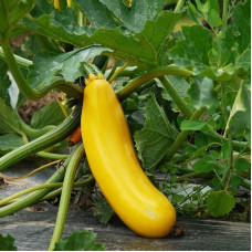Squash seeds «Svitozar»