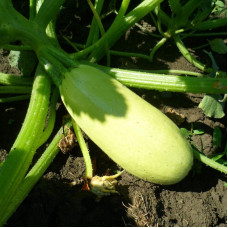 Squash seeds «Wizard»